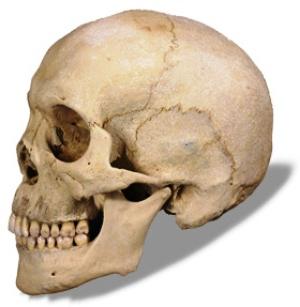 인간의 두개골 뼈